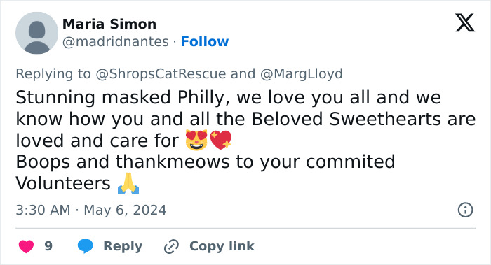 This Retirement Cat Village Has 17 Cats That Live Out Their Days In Mini Cottages