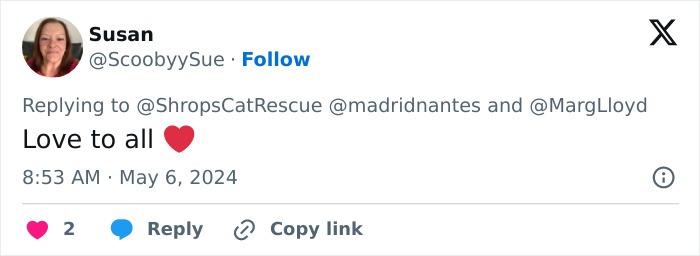 This Retirement Cat Village Has 17 Cats That Live Out Their Days In Mini Cottages