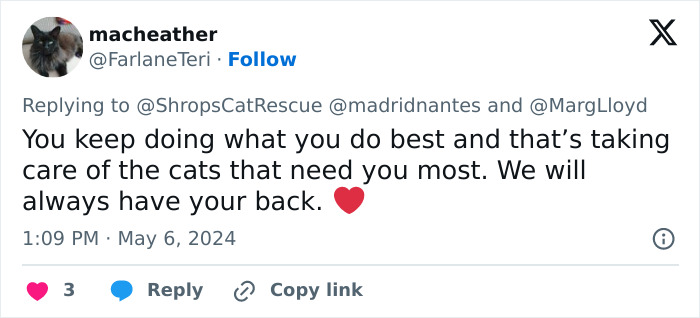 This Retirement Cat Village Has 17 Cats That Live Out Their Days In Mini Cottages