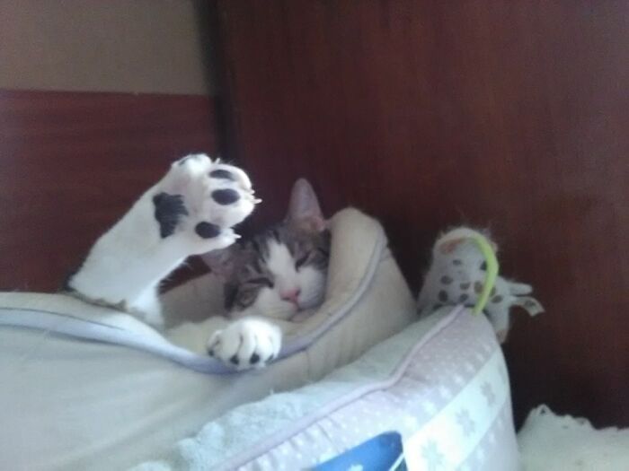 Cochise And His Contrast Beans !