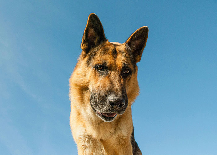 “They Woke Up Screaming For Six Months”: 50 Messed Up Jobs That Actually Exist