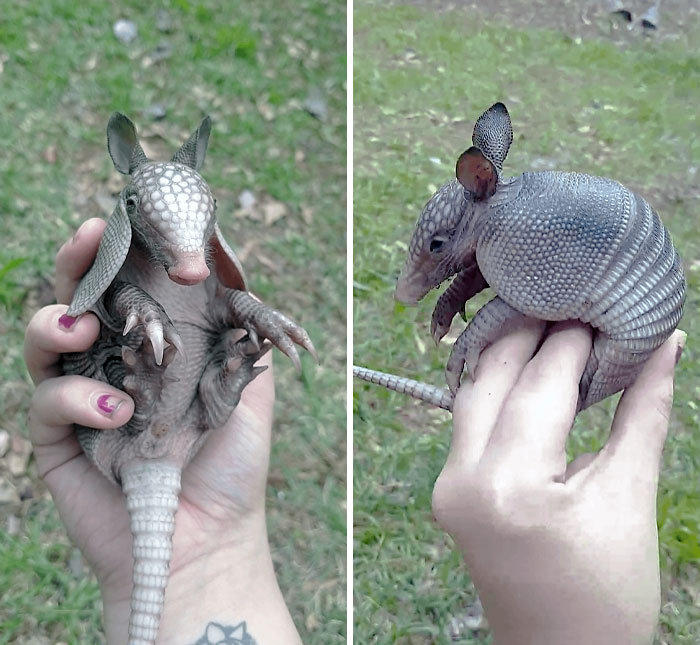 Close-up of a person gently holding a heartwarming armadillo in their hand during a wildlife encounter outdoors.