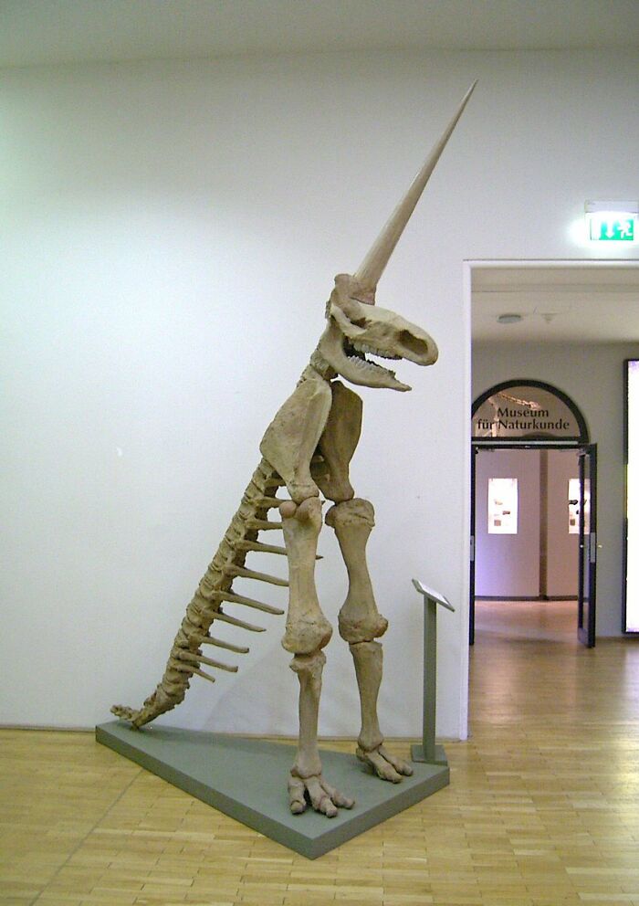 In 1663, The Partial Fossilised Skeleton Of A Woolly Rhinoceros Was Discovered In Germany. This Is The “Magdeburg Unicorn”, One Of The Worst Fossil Reconstructions In Human History