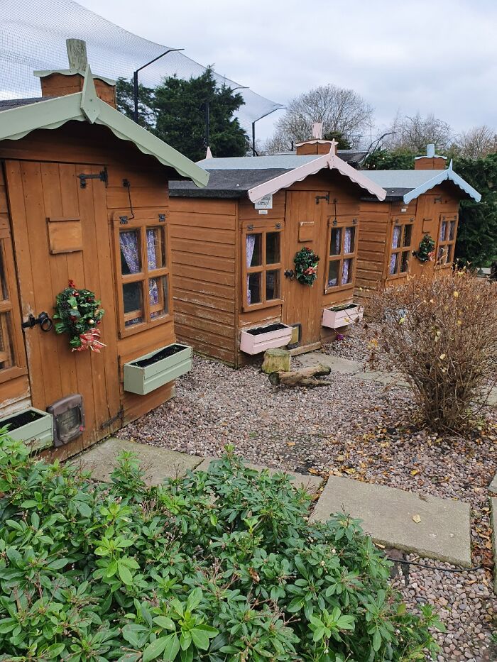 This Retirement Cat Village Has 17 Cats That Live Out Their Days In Mini Cottages