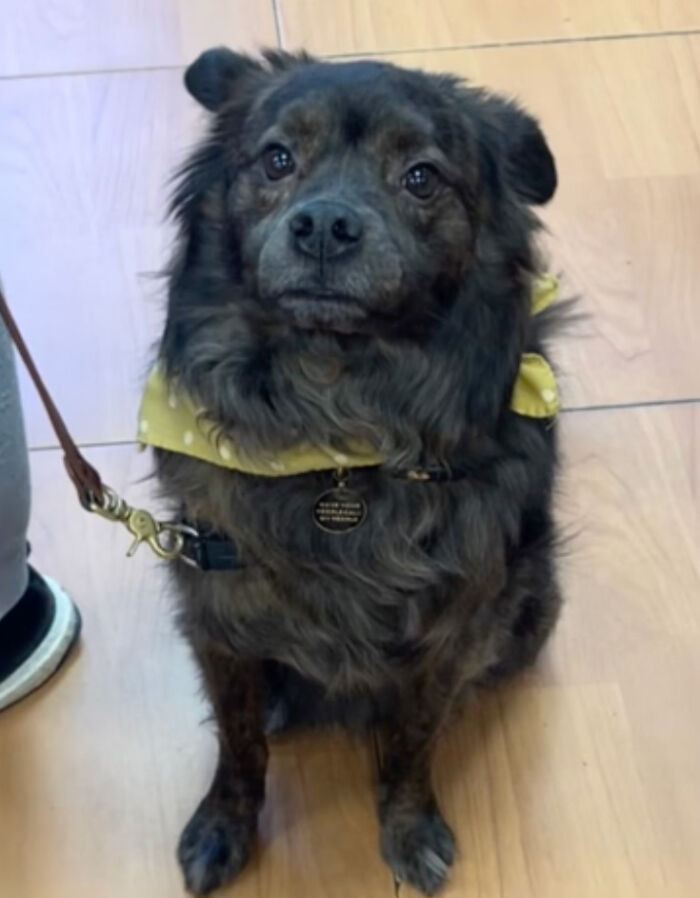 A Dog DNA Test Helps Woman Discover Her Mutt&rsquo;s Entire Family Tree And She&rsquo;s In Tears