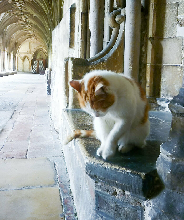 Cat sitting on a stone ledge in an ancient cloister, capturing a hilariously blessed moment of a godsent cat.