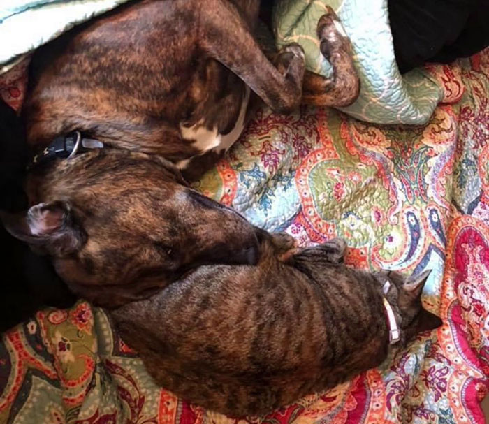 Woman Shares Video Of Her Dog Asking Cat Best Friend For A &lsquo;Bath,&rsquo; It Goes Viral Online