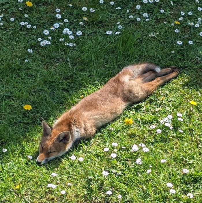 Fox lying stretched out on grass with wildflowers during a heartwarming wildlife encounter shared online.
