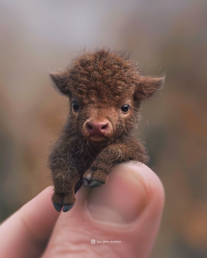 20 New Images By Jyo John Mulloor Featuring Tiny Versions Of Wild Animals And They Might Melt Your Heart