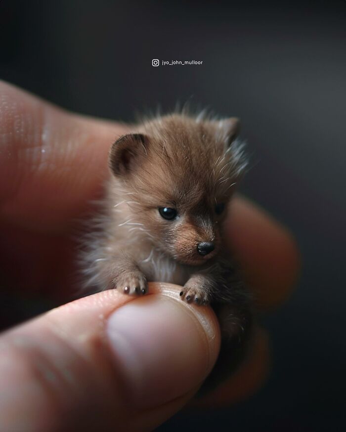 20 New Images By Jyo John Mulloor Featuring Tiny Versions Of Wild Animals And They Might Melt Your Heart