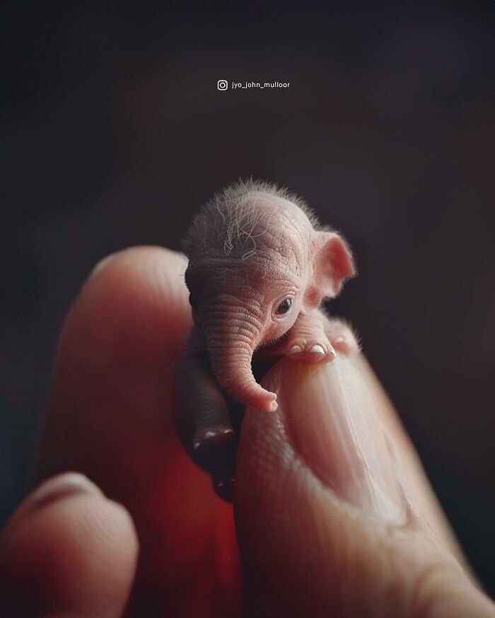 20 New Images By Jyo John Mulloor Featuring Tiny Versions Of Wild Animals And They Might Melt Your Heart