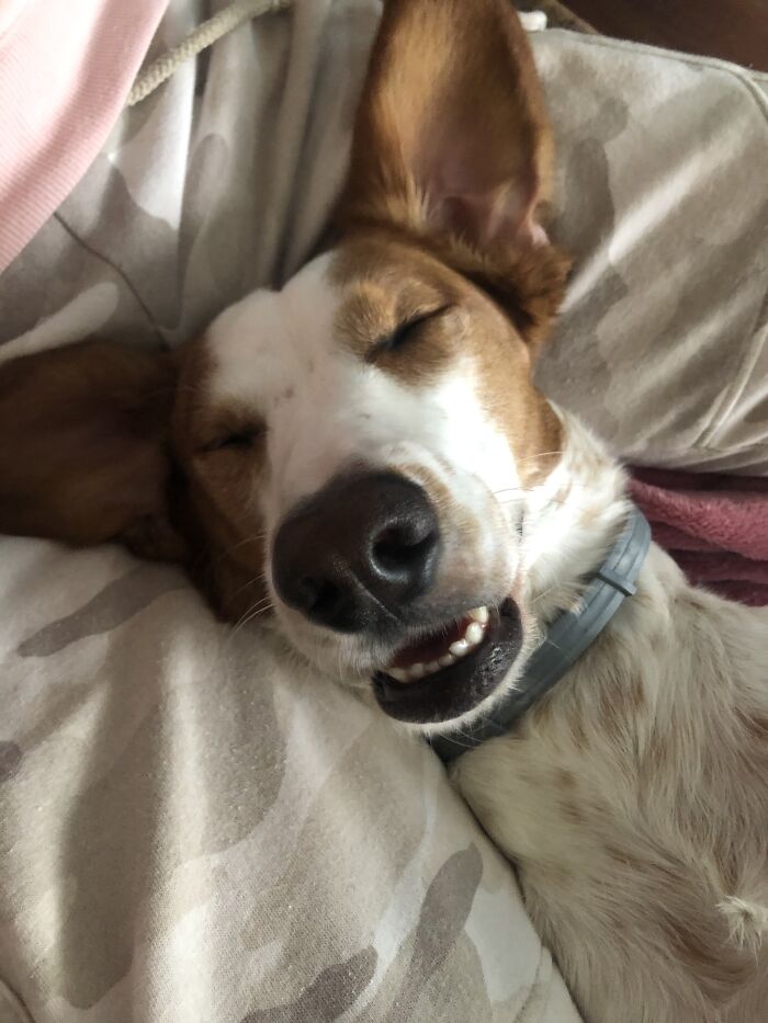 Lilu Dreaming Of Rabbits And Pidgeons (Only Wants To Be Her Friend)