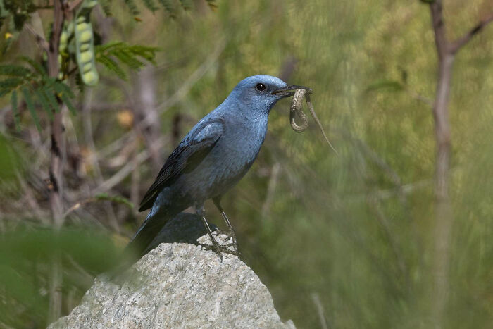 Michael Sanchez Made Birding History With His Photos Of Rare Blue Rock Thrush