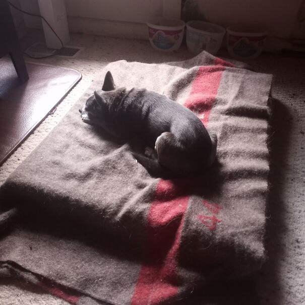 Yogi. Kicked To The Curb When His Owner Died. A Few Weeks On His Own, Skinny, Flea Bit, Found Him At The Shelter. He's Beginning To Trust Me. Loves His Woodstove, Now