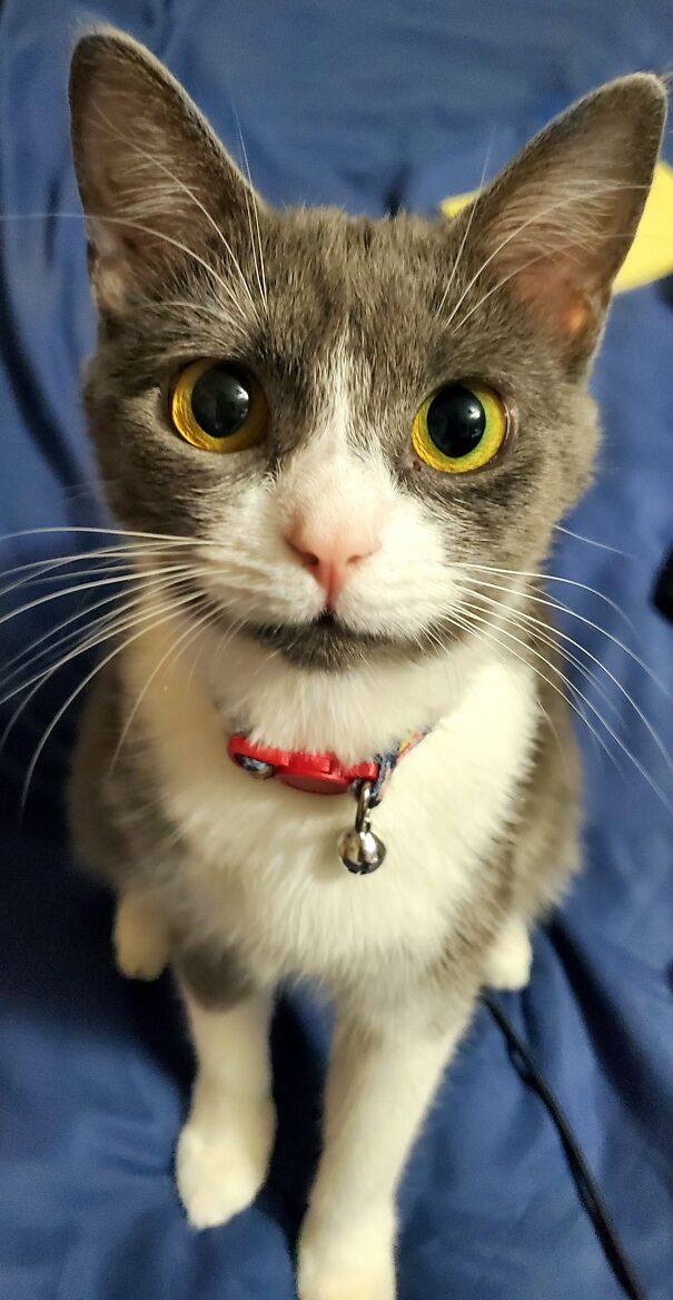 Moonpie Showed Up Out Of Nowhere And Is The Best Thing To Ever Happen To Me