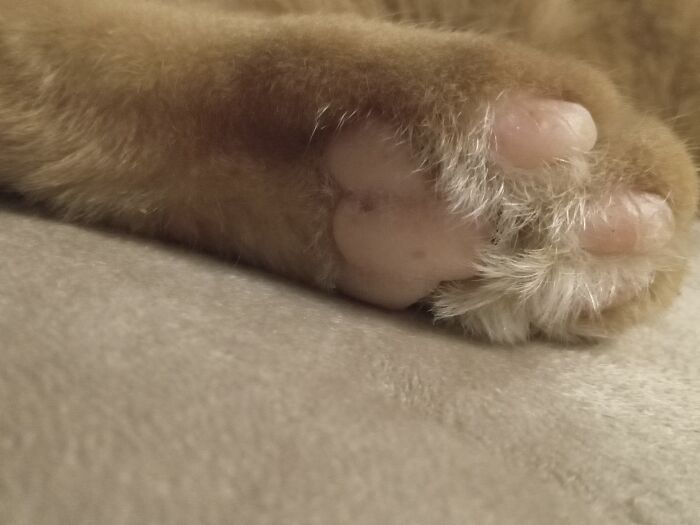 My Cat Garfield's Perfect Little Beans