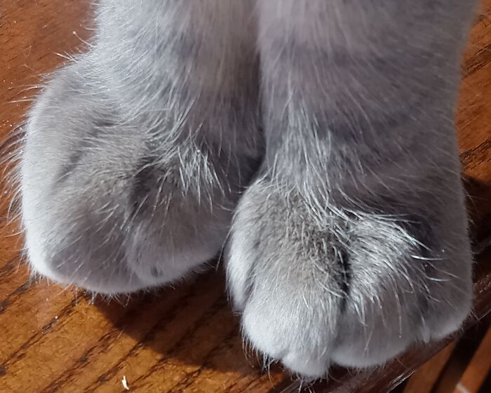 No Visible Beans, Just Super Cute Opposite Sides