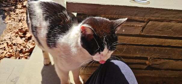 Miss Piper! From Hissing, Spitting Feral To A Loving, Purring Lap Cat! It Only Took A Year And A Half And Tons Of Cat Food And Treats! (Oh, And A Warm Winter Box For Her... I'm In The Pocono Mountains Of Norteast Pennsylvania, USA