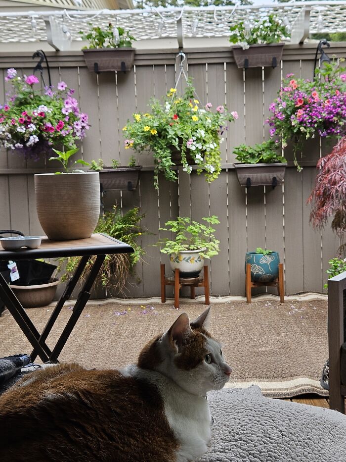 We Don't Have A Yard, Just A 10' X 20' Balcony. We Still Love The Pretty Stuff, Though!