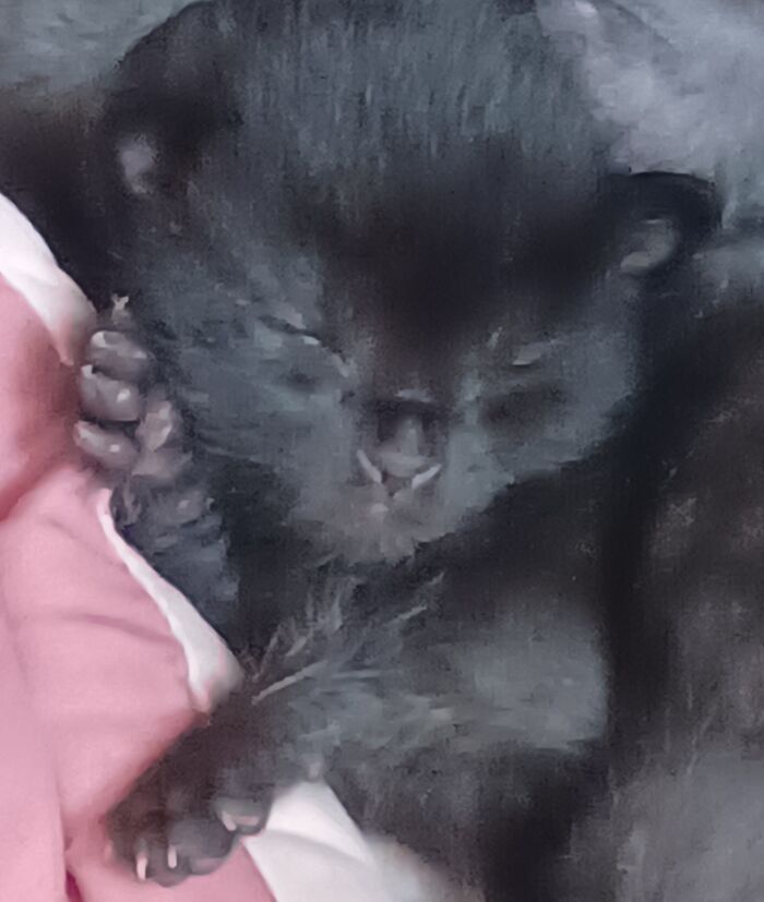 Sleepy Kitten Beans, I Think This Is Banjo, But It Might Be One Of His Sisters