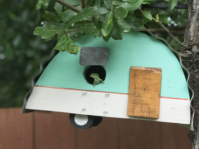 Small green frog peeking out of a whimsical wildlife shelter shaped like a camper, showcasing a heartwarming wildlife encounter.