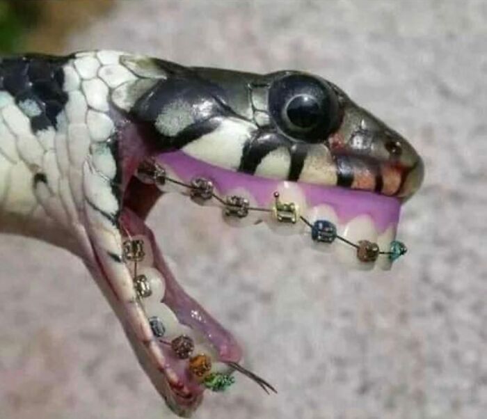 Terrible-Bad-Taxidermy-Fails