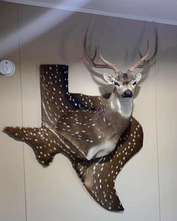 Terrible-Bad-Taxidermy-Fails