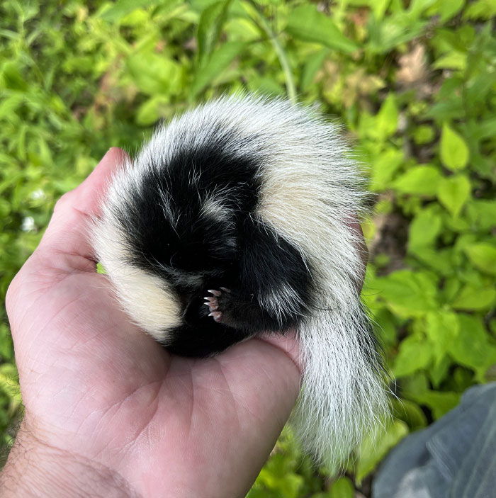 A person holding a tiny curled-up baby skunk during a heartwarming wildlife encounter outdoors.