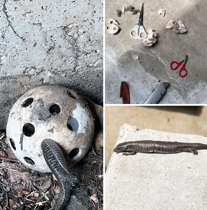 I Found A Lizard Stuck In A Pickleball