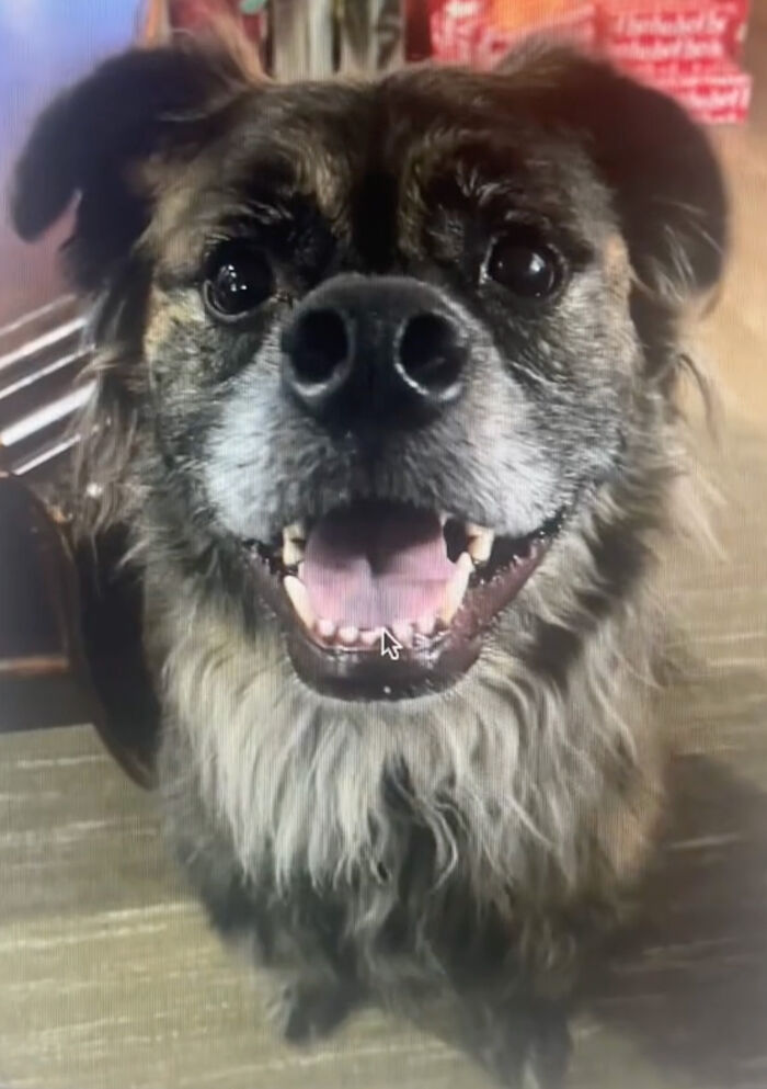 A Dog DNA Test Helps Woman Discover Her Mutt&rsquo;s Entire Family Tree And She&rsquo;s In Tears