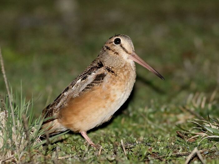 American Woodcock Becomes Internet&rsquo;s Favorite With Its Weird Way Of Walking