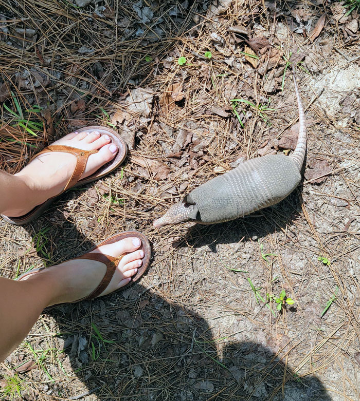 An Armadillo That's Not Afraid Of People