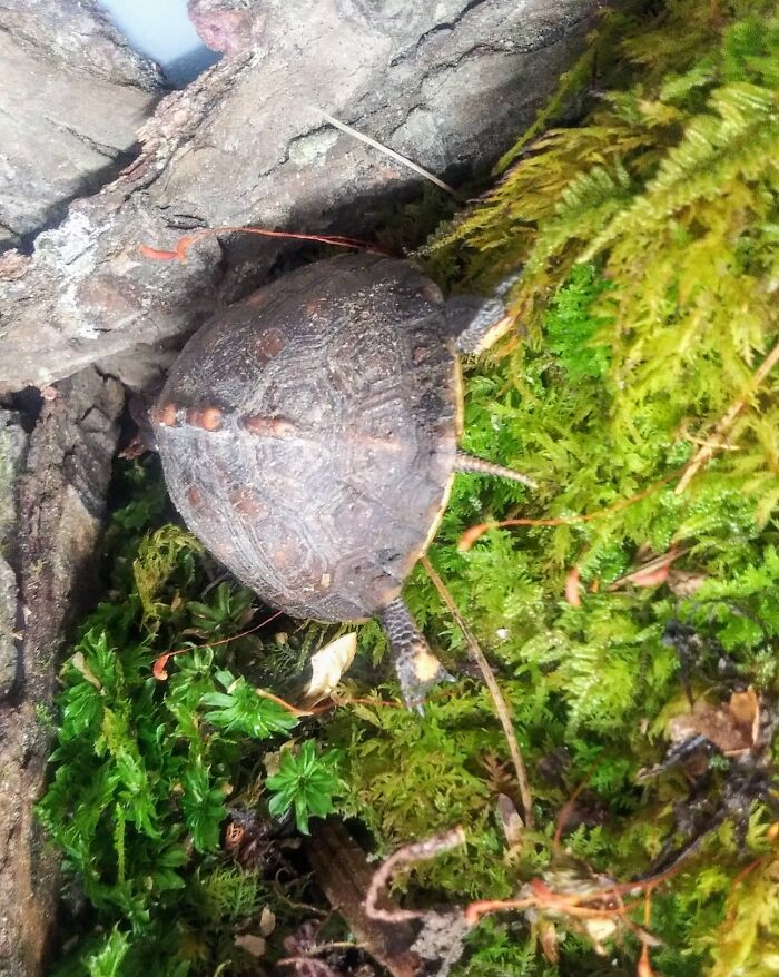 Mr. Sheldon B. Turtle