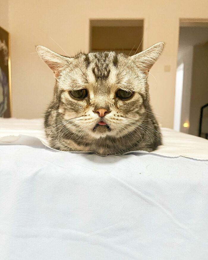 This Adorable, Yet Sad-Looking Cat Outlives Veterinary Predictions, Enjoying Senior Years This Adorable, Yet Sad-Looking Cat Outlives Veterinary Predictions, Enjoying Senior Years