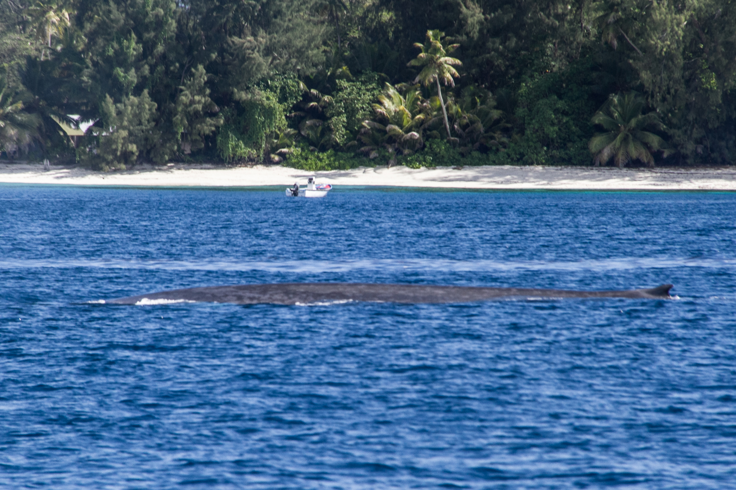 Blue Whales Returned To Seychelles: Scientists Recorded 23 Species During Their Surveys Blue Whales Returned To Seychelles: Scientists Recorded 23 Species During Their Surveys