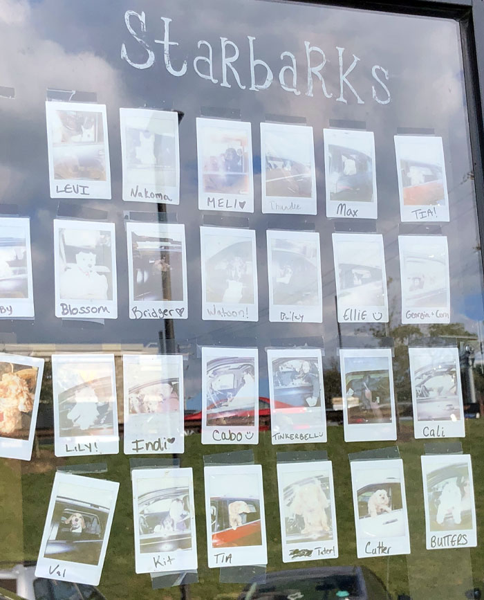 Polaroid photos of dogs displayed on a glass window at a bar and restaurant named Starbarks.