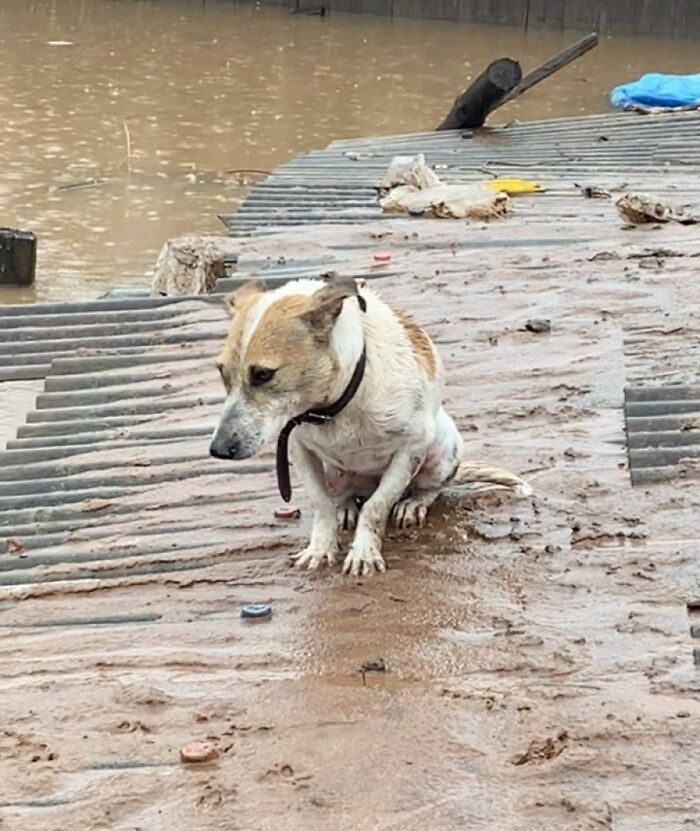 These Dedicated Volunteers Are Rescuing Thousands Of Animals From Rio Grande Do Sul Floods