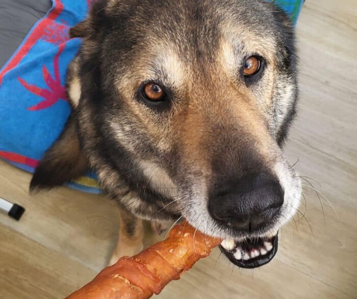 Senior Stray Dog From Spain Can&rsquo;t Stop Smiling After Getting Rescued And Adopted By A Family In The UK