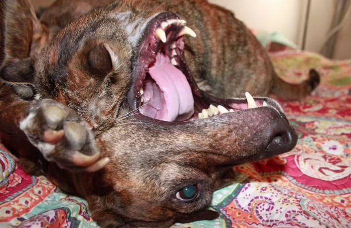 Woman Shares Video Of Her Dog Asking Cat Best Friend For A &lsquo;Bath,&rsquo; It Goes Viral Online
