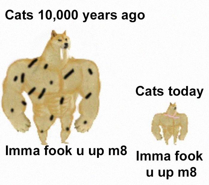 End Of An Era: Beloved “Doge” Meme Dog Kabosu Passes Away At Age 18 End Of An Era: Beloved “Doge” Meme Dog Kabosu Passes Away At Age 18