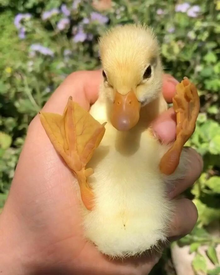 Close-up of a cute duckling held gently in a hand showing its webbed feet and soft yellow feathers outdoors.