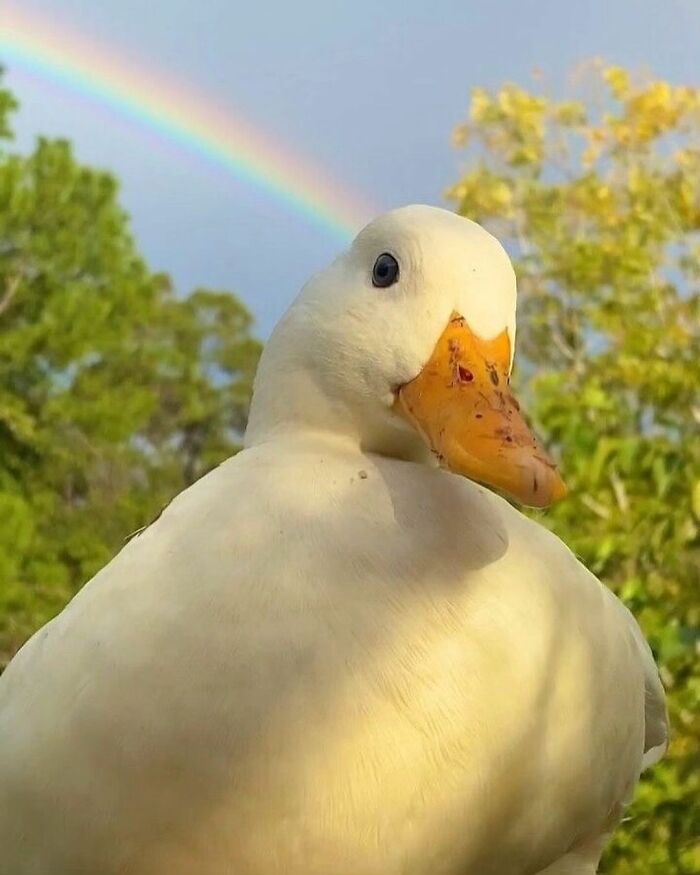 Close-up of a cute white duck with a bright orange beak under a rainbow and green trees in the background.