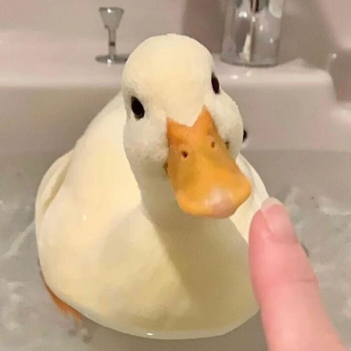 Cute duck with white feathers and orange beak in a bathtub close to a person's finger, cute ducks image.
