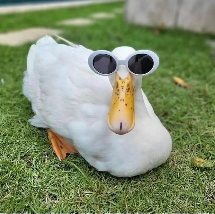 White duck wearing round sunglasses sitting on green grass in a cute and heart-warming scene with adorable ducks.