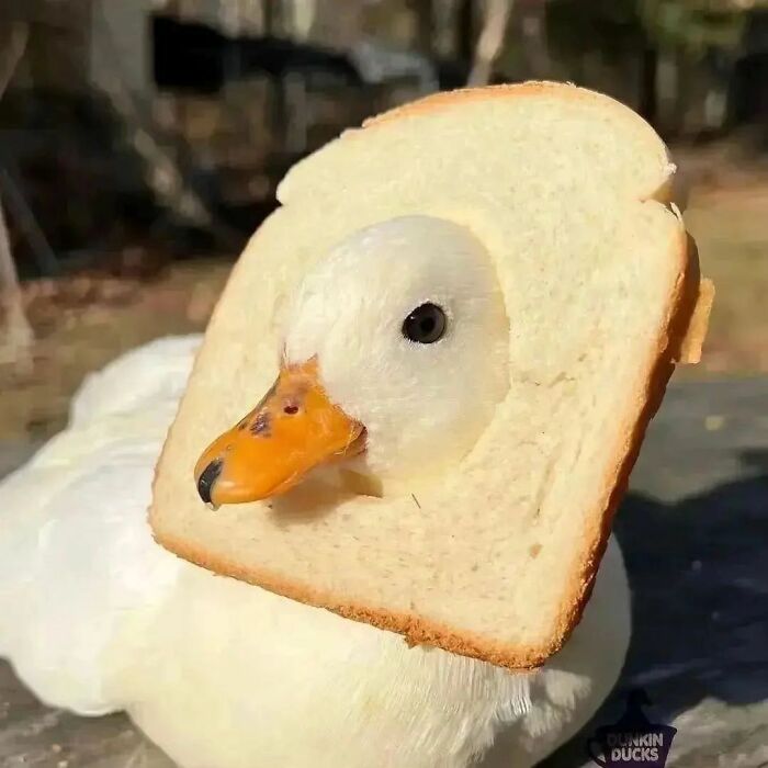 Duck with a slice of bread around its head, one of the cute ducks featured in heart-warming pictures.
