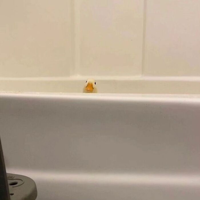 Small cute duck toy peeking over the edge of a white bathtub in a heart-warming scene with calm tones.