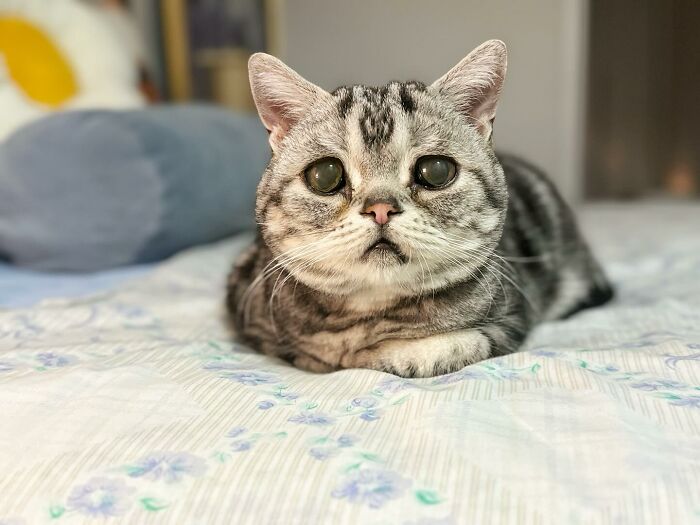 This Adorable, Yet Sad-Looking Cat Outlives Veterinary Predictions, Enjoying Senior Years This Adorable, Yet Sad-Looking Cat Outlives Veterinary Predictions, Enjoying Senior Years