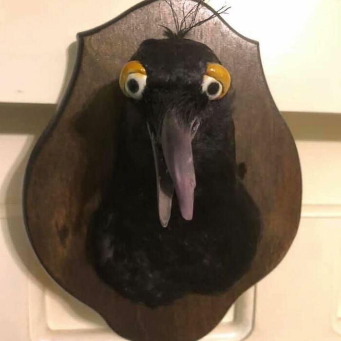 Terrible-Bad-Taxidermy-Fails