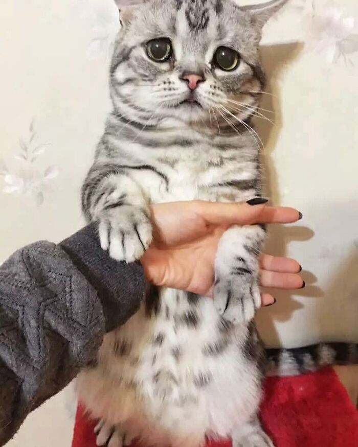 This Adorable, Yet Sad-Looking Cat Outlives Veterinary Predictions, Enjoying Senior Years This Adorable, Yet Sad-Looking Cat Outlives Veterinary Predictions, Enjoying Senior Years