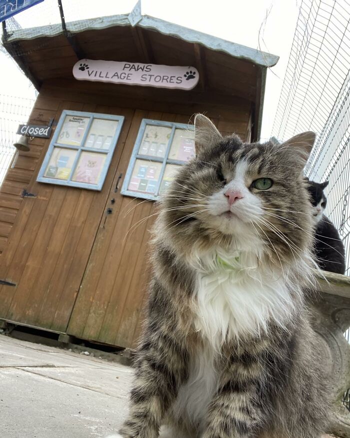 This Retirement Cat Village Has 17 Cats That Live Out Their Days In Mini Cottages